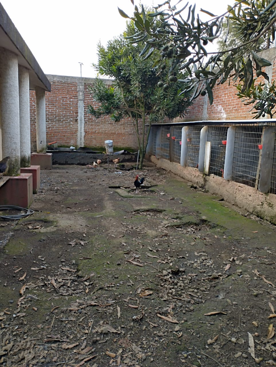 Gran rifa entre amigos de una casa de campo en uruapan michoacan